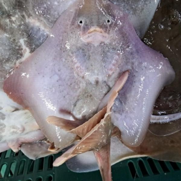 국내산 간재미 3kg
