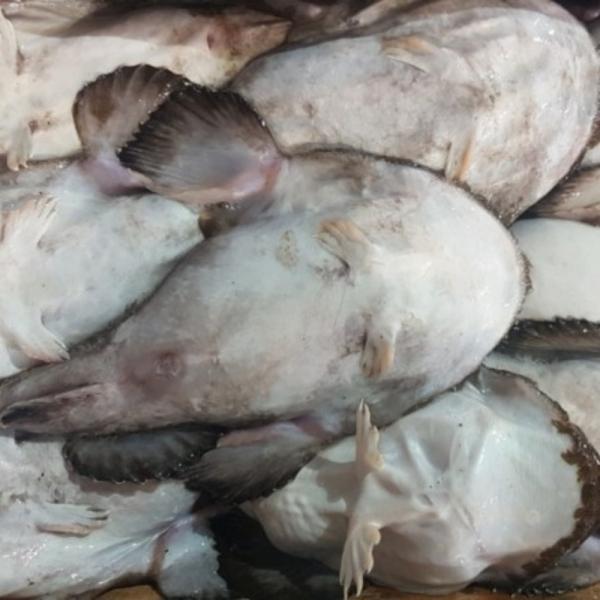 생물 아귀 3kg