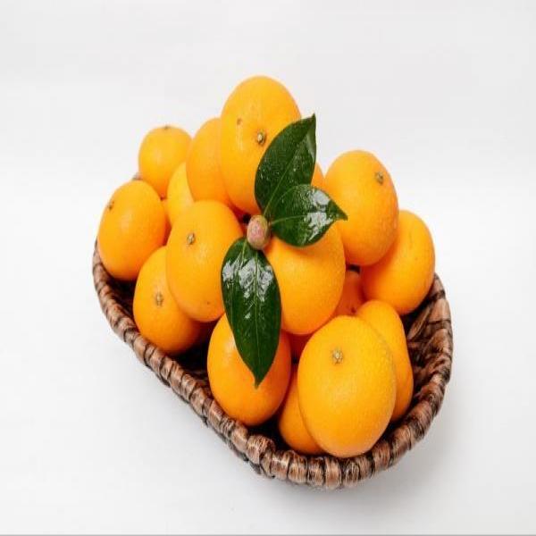 제주천혜향 2.5kg중과(가정용)_22수내(실중량2.5kg)