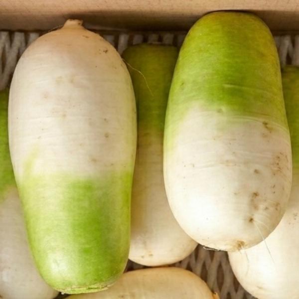 제주 세척 월동무 10kg