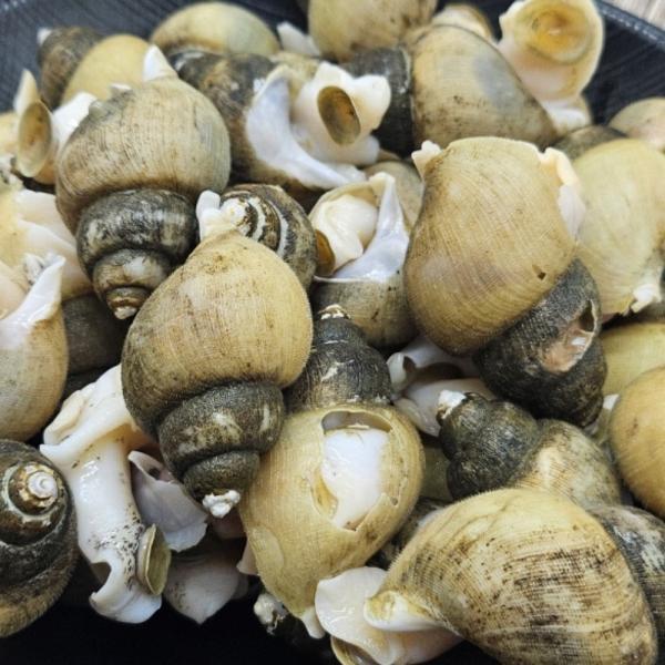 국내산 생물 골뱅이 1kg