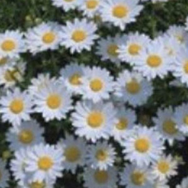 봄가을 꽃씨 2000 야생화 다년생 정원용 마가렛 씨앗 화단용