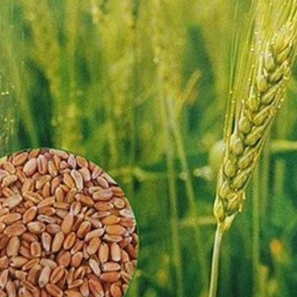 가을 파종용 곡물 참밀 가정 밀씨앗 새싹밀