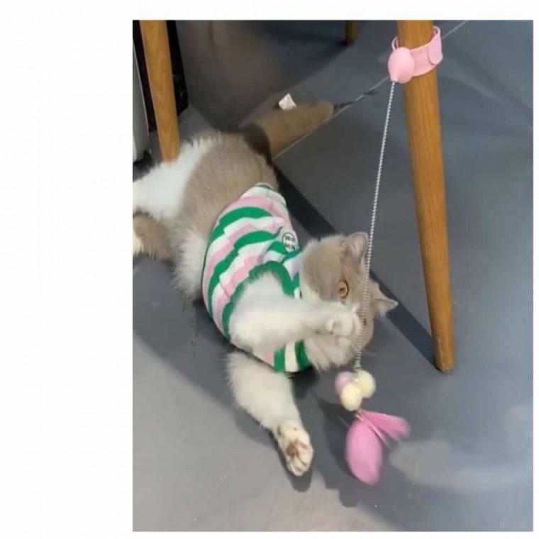 고양이 장난감 고양이놀아주기 고양이낚시대 고양이사냥놀이 캣장난감 고양이낚시대장난감 고양이낚시장난