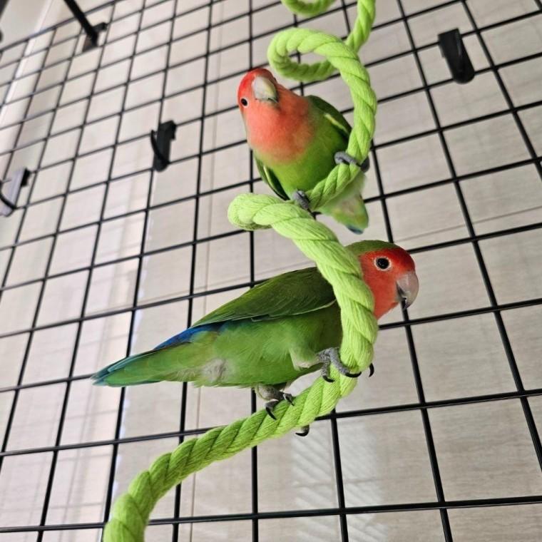 앵무새 놀이터 와이어 로프 횟대 1m 횃대 장난감
