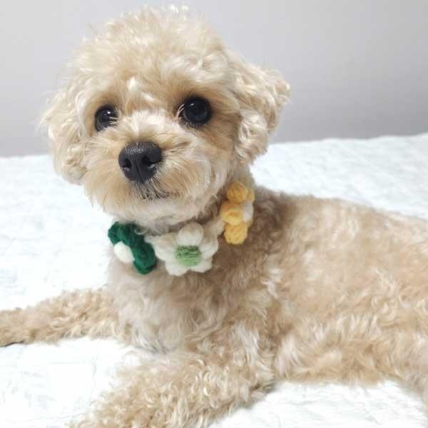 그린 플라워 뜨개 레이스 강아지 고양이 스카프 넥 카라 케이프