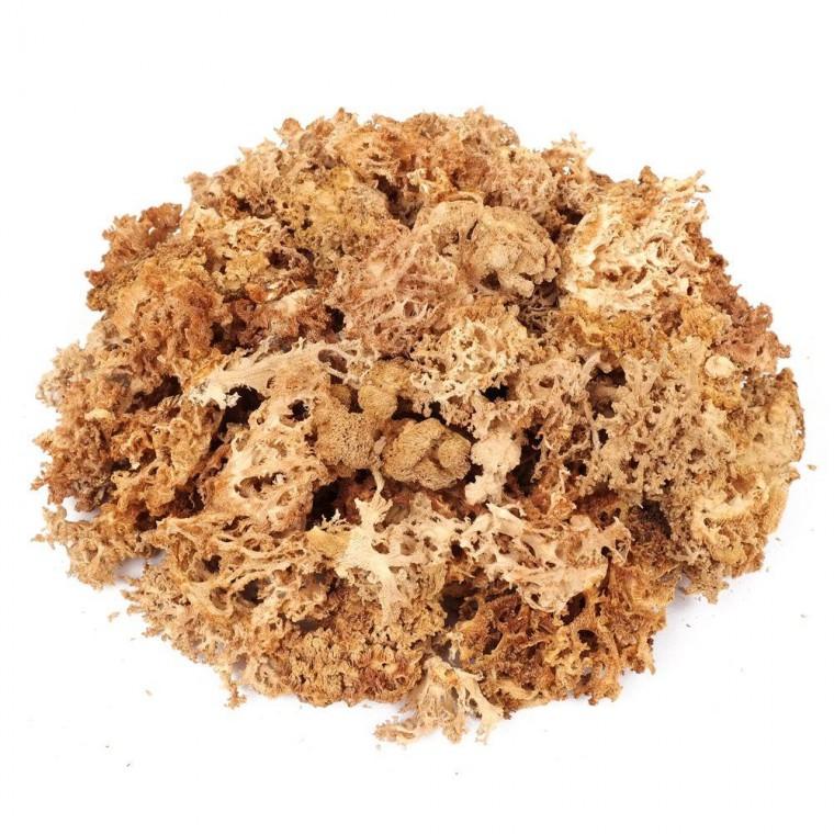 국산 건조 꽃송이버섯 50g