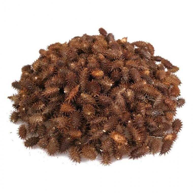 신선 국산 도꼬마리 300g
