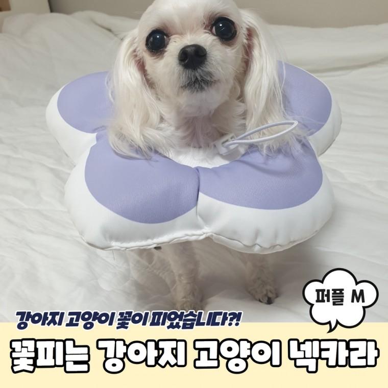 JPA 꽃피는 강아지 고양이 쿠션 넥카라 퍼플 M