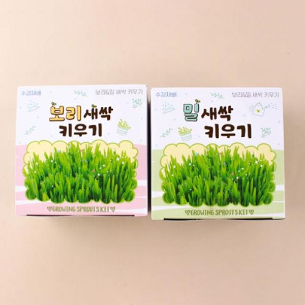 631B] 1500 보리&밀 새싹 키우기 (12개세트)