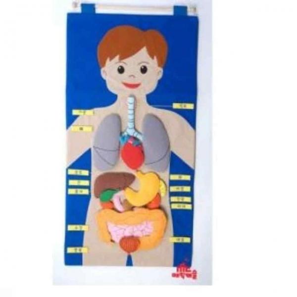 신체기관차트 인체퍼즐 유아과학교구 인체공부 초등과학교구