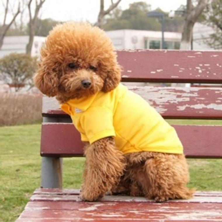 M 팝컬러 여름 애견옷 유치원 강아지티셔츠 반팔