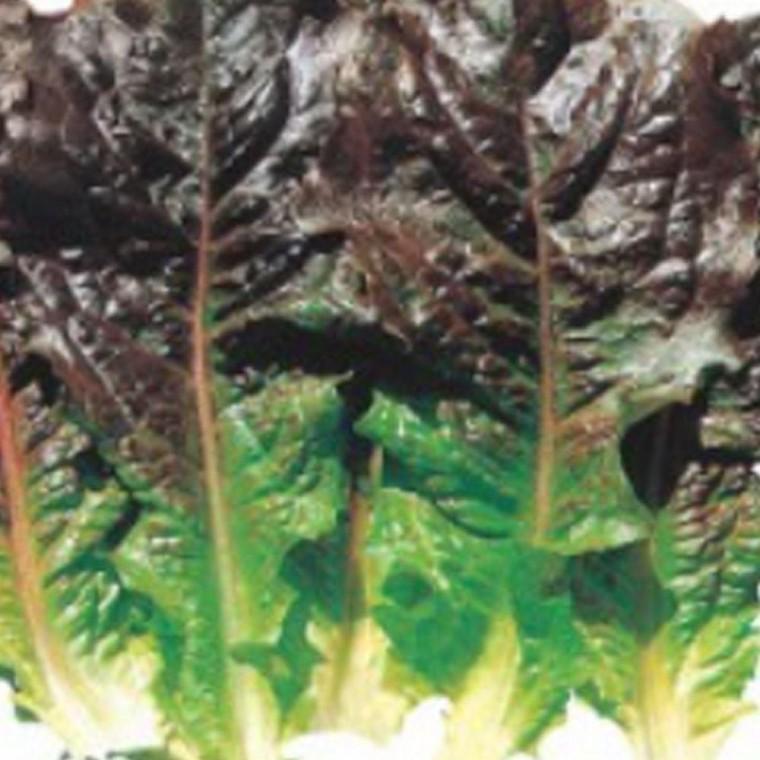 상추종자 여름상추재배 쌈야채씨앗 2000립 흑치마상추 여름채소 여름 치마 씨앗 상추 흑 채소 종자판매