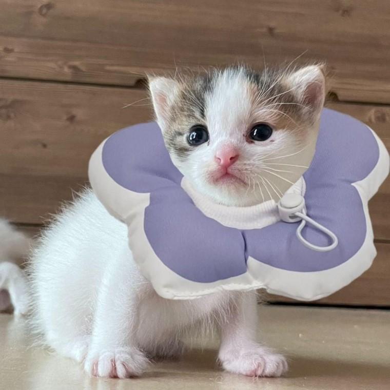 꽃피는 강아지 고양이 쿠션 넥카라 퍼플 S 쿠션넥 강아지넥 고양이넥 강아지목 깔대기