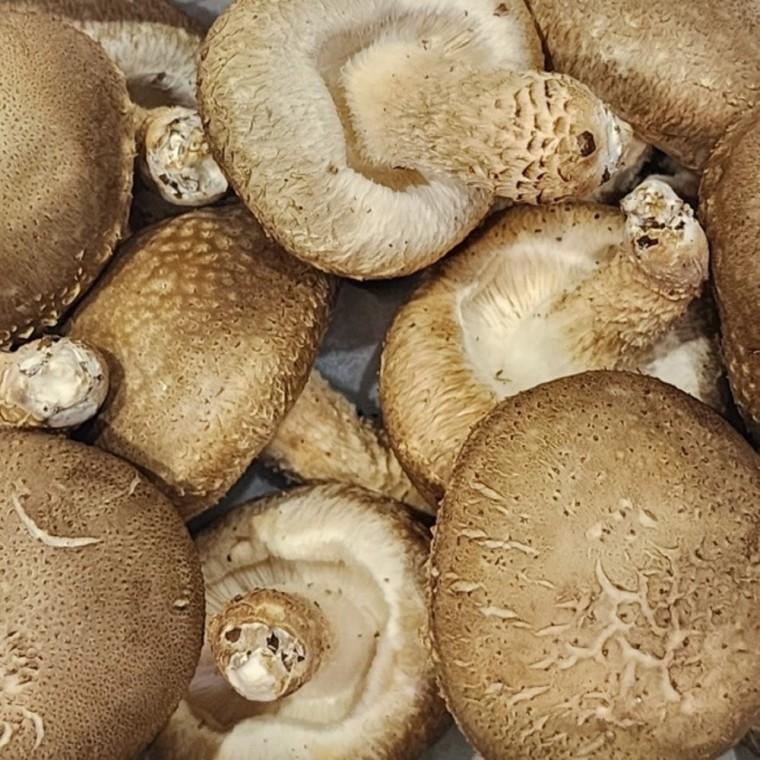 송화버섯 500g