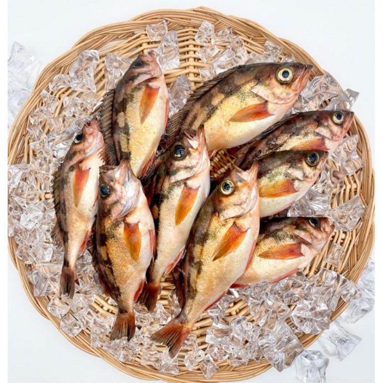 동해 자연산 급냉 불볼락 열기 1kg(8-9미내외)x1팩