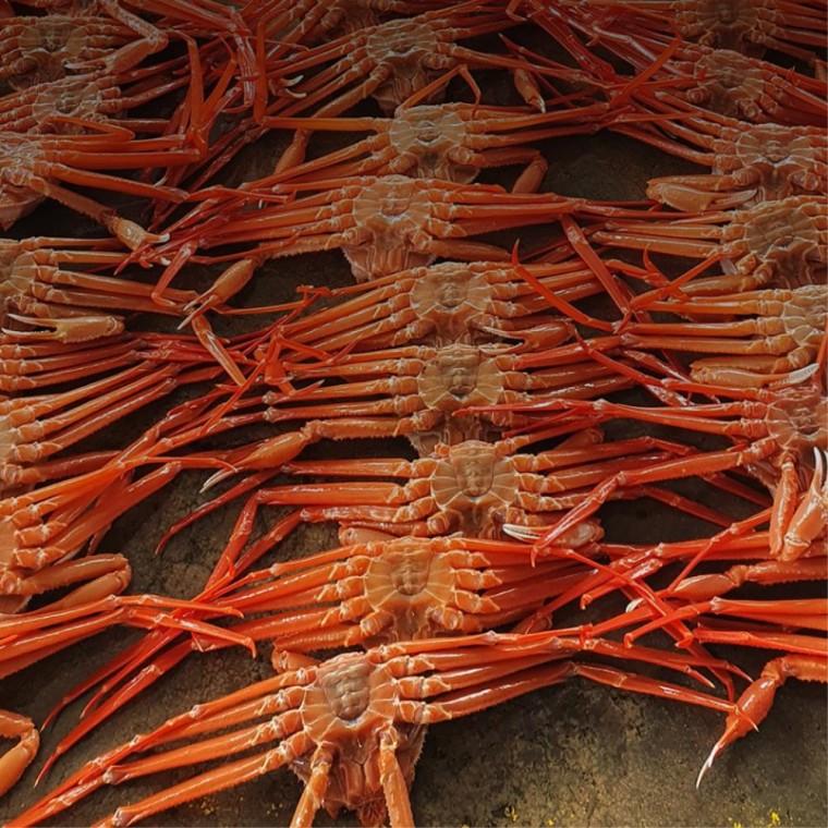 신선한 동해산 자숙 홍게 3kg