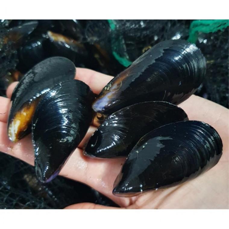 청정 통영 앞바다 홍합 9kg