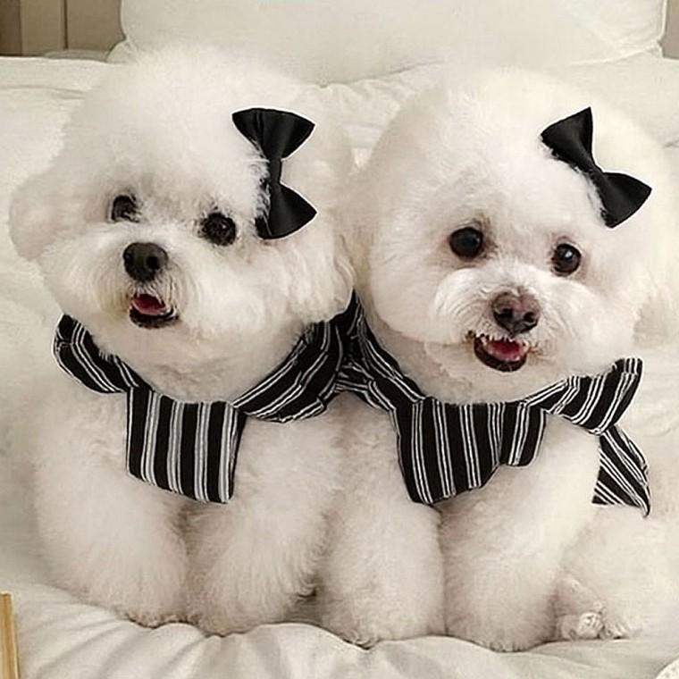 스트라이프 블랙 리본 펫드레스 강아지옷
