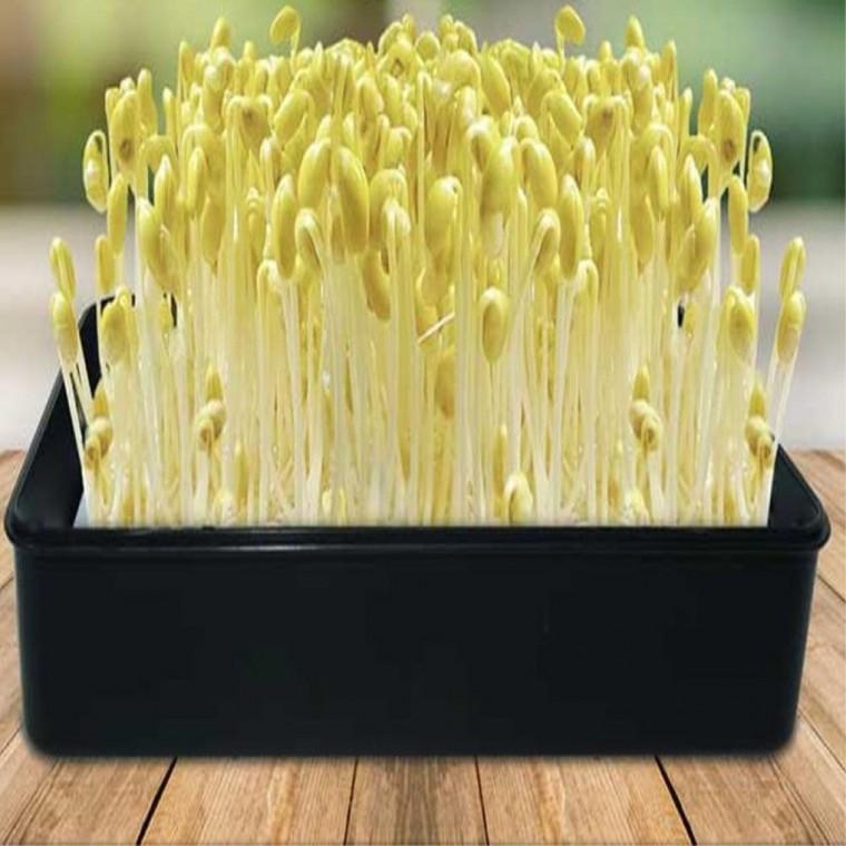 새싹 재배기 콩나물 키우기 무순 기르기 사각 블랙 새싹재배기 새싹키우기