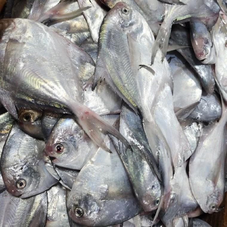 생물 병어 1kg