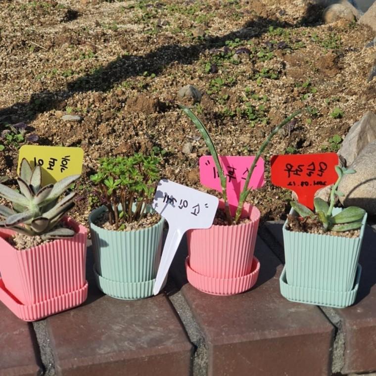 T형 화분픽 라벨 이름표 대 100P 식물 이름표 네임택 라벨 화분