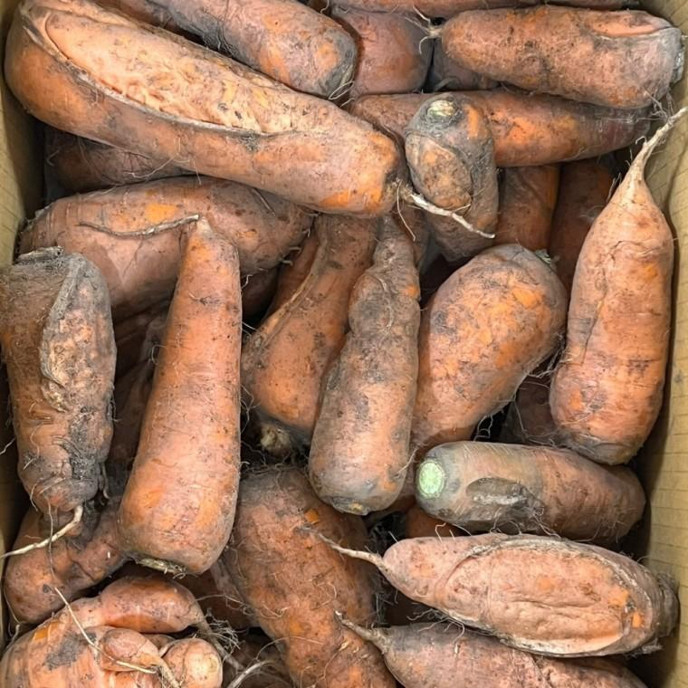 국내산 주스용 못난이 흙당근 10kg