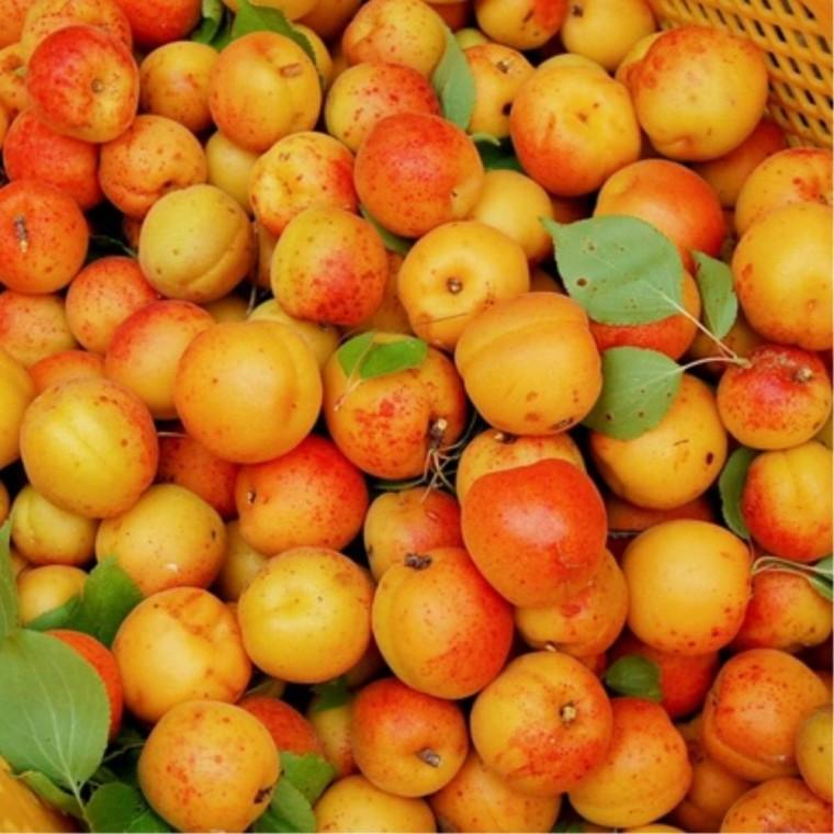 살구 500g 중대과