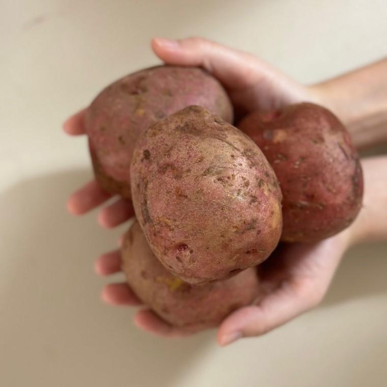 국내산 포슬포슬 홍감자 왕특(250g 이상) 1.5kg