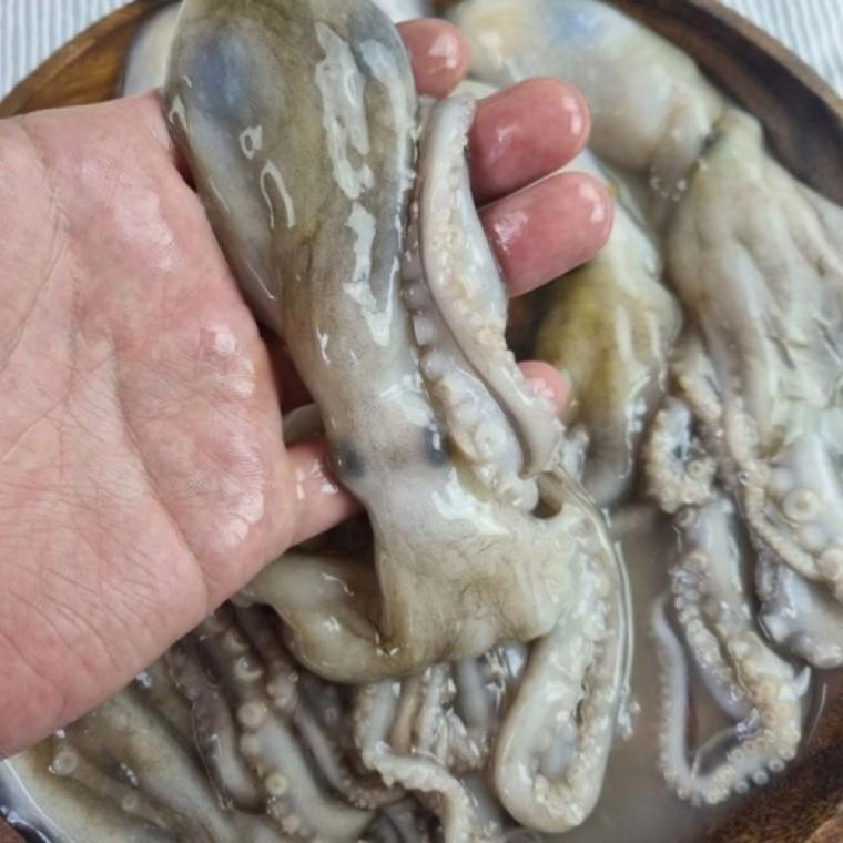 냉동 낙지 18미 상품