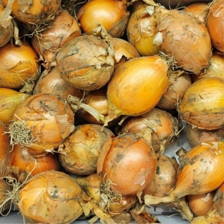 국산 햇양파 3kg 소