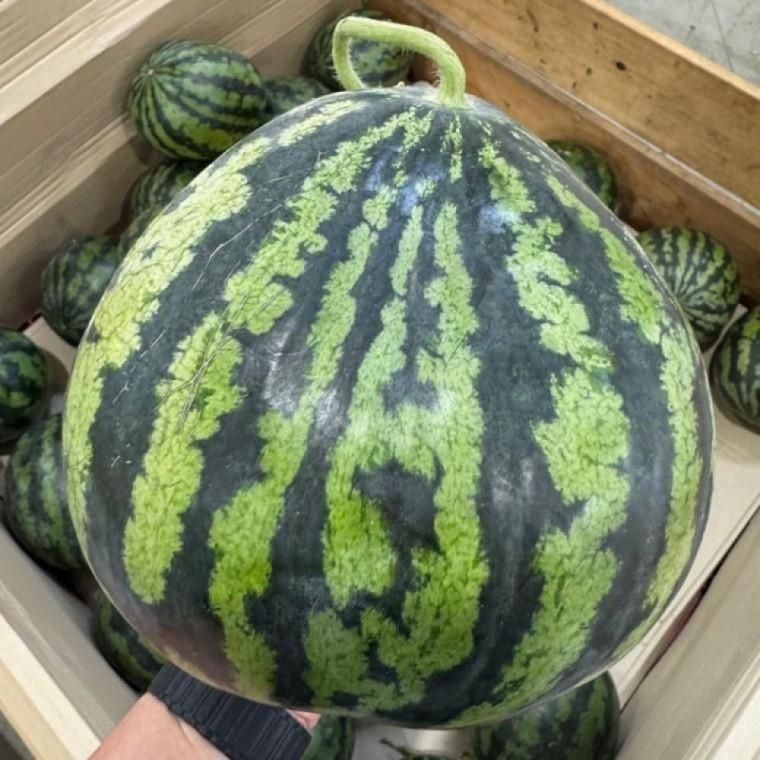 제철 못난이 수박 6kg 여름 간식 과일