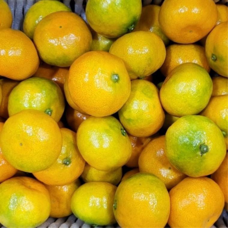 제주 감귤 2kg 중과 제주도 과일 귤