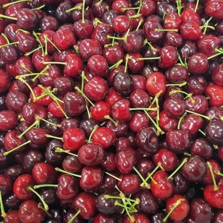 생체리 1kg 간식 과일 선물용 프레쉬 체리