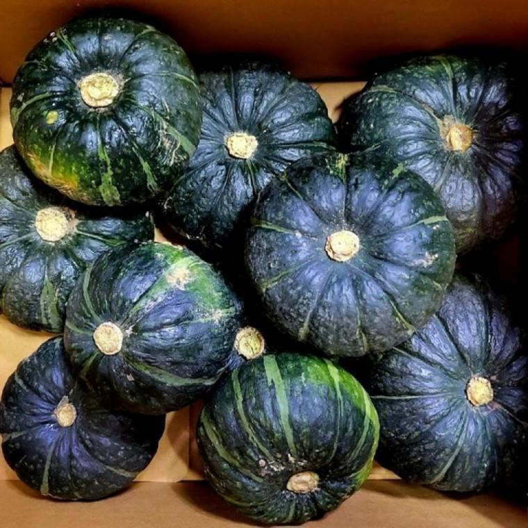 제주 미니 단호박 밤호박 3kg 보우짱