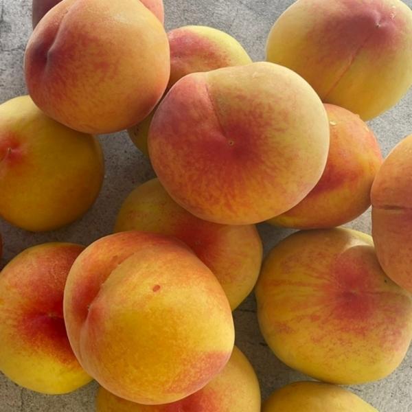 황도 복숭아 4kg 중소과