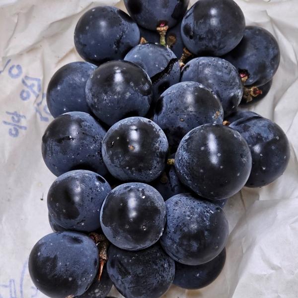 캠벨 포도 2kg