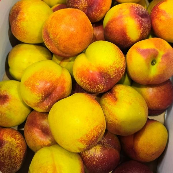 망고복숭아 2kg 중소과