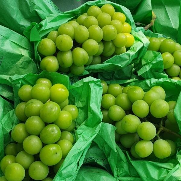 샤인머스켓 가정용 2kg