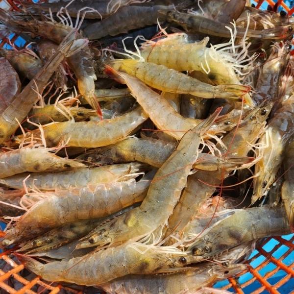 국내산 활 흰다리새우 500g
