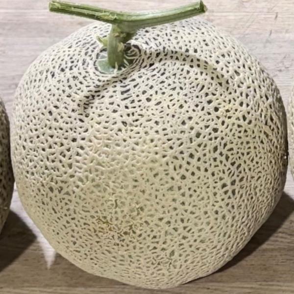 머스크 멜론 대과 4수
