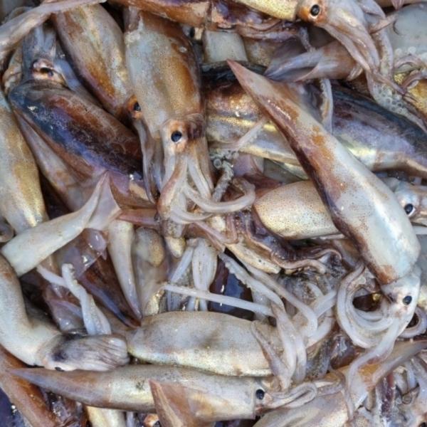 국내산 오징어 생물 2kg