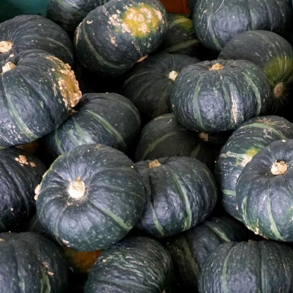 제주도 미니밤호박 1kg