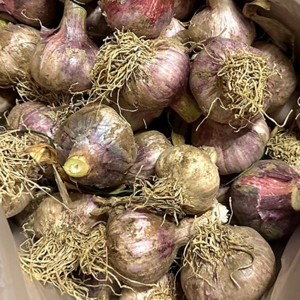 국내산 마늘 3kg