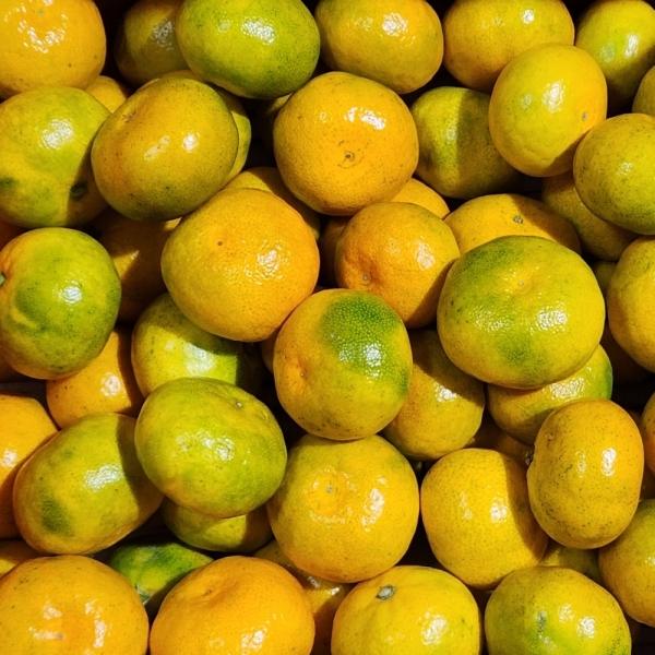 제주도 하우스 감귤 3kg 중대과
