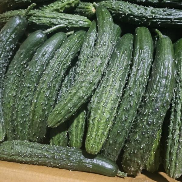 가시오이 2kg
