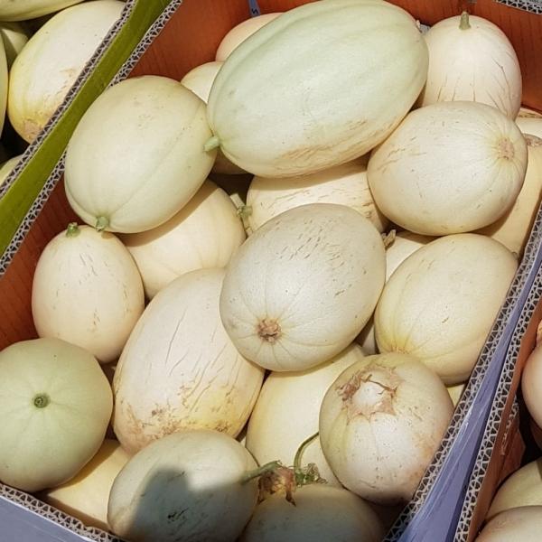 설향메론 가정용 3kg
