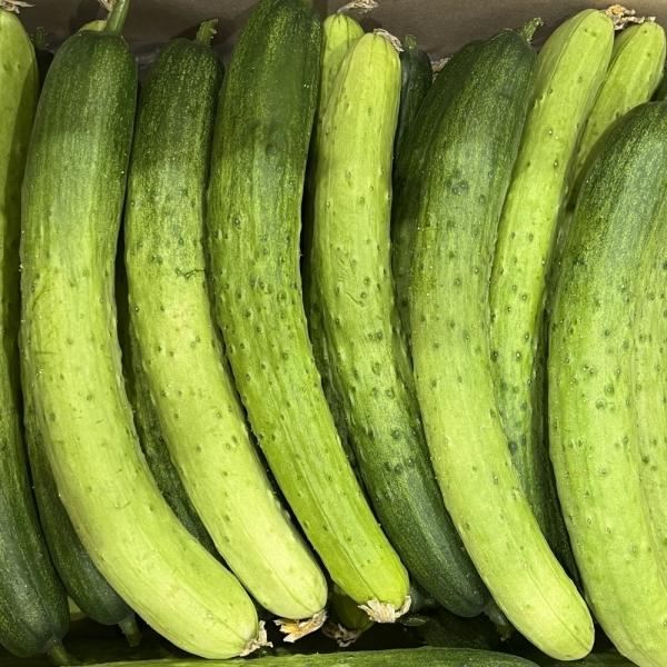 백다다기 백오이 2kg