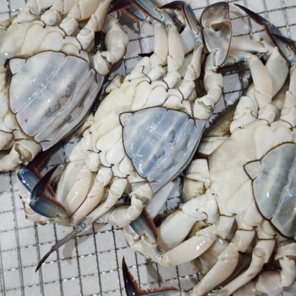 국내산 냉동 암꽃게 5kg