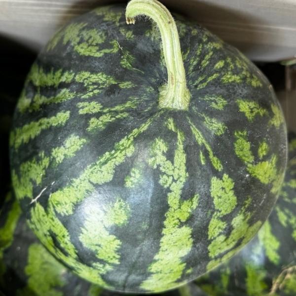 못난이 수박 소과
